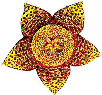 Miracle mushrooms 50 pcs seeds.