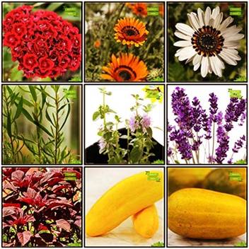 Ohhsome Plant Seeds Combo Herb Seeds Flower Seeds Petunia Star Petunia Red Phlox Beauty Mix Bottlegourd Cowpea Anaswara Pumpkin Rosemary Asparagus Mint Kitchen Garden Pack Seed Price In India Buy