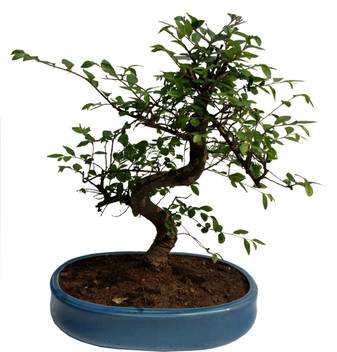 The Bonsai Plants Sageretia Plant Price In India Buy The Bonsai Plants Sageretia Plant Online At Flipkart Com