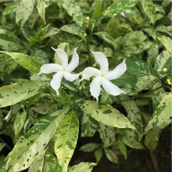 Vamsha Nature Care Jasmine Plant Price In India Buy Vamsha Nature Care Jasmine Plant Online At Flipkart Com