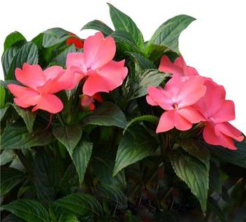 Nema Impatiens Walleriana Flower Seeds Pink 100 Pcs Seed Price In India Buy Nema Impatiens Walleriana Flower Seeds Pink 100 Pcs Seed Online At Flipkart Com