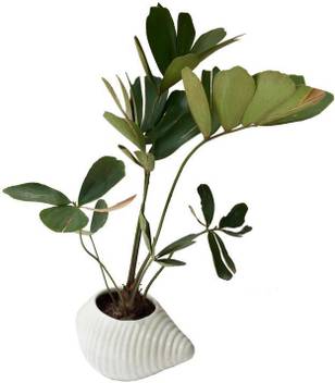 The Bonsai Plants Zz Plant Price In India Buy The Bonsai Plants Zz Plant Online At Flipkart Com