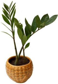 The Bonsai Plants Zz Plant Price In India Buy The Bonsai Plants Zz Plant Online At Flipkart Com