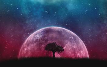 Moon Tree Nature Beautiful Paper Print Nature Pop Art Posters