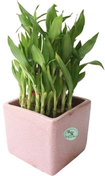 The Bonsai Plants Three Layer Bamboo Plant Price In India Buy The Bonsai Plants Three Layer Bamboo Plant Online At Flipkart Com