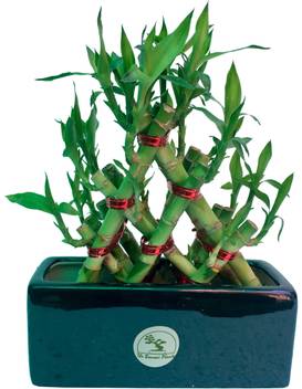 The Bonsai Plants Three Layer Bamboo Plant Price In India Buy The Bonsai Plants Three Layer Bamboo Plant Online At Flipkart Com