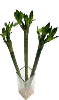 The Bonsai Plants Two Layer Bamboo Plant Price In India Buy The Bonsai Plants Two Layer Bamboo Plant Online At Flipkart Com