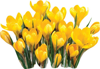 100PC Saffron seeds, saffron flower seeds, saffron crocus seeds, Garden