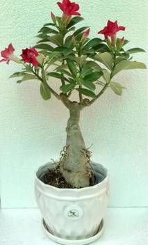 The Bonsai Plants Rose Plant Price In India Buy The Bonsai Plants Rose Plant Online At Flipkart Com