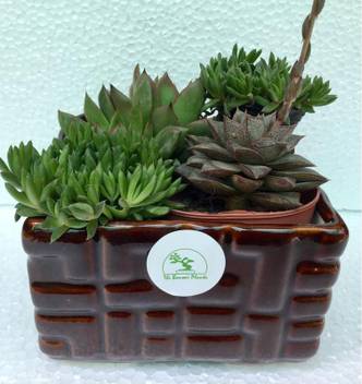 The Bonsai Plants Jade Plant Price In India Buy The Bonsai Plants Jade Plant Online At Flipkart Com