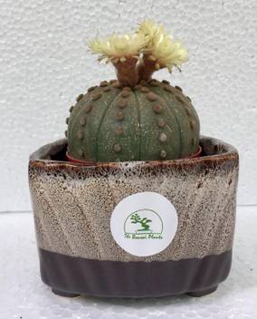 The Bonsai Plants Moon Cactus Plant Price In India Buy The Bonsai Plants Moon Cactus Plant Online At Flipkart Com