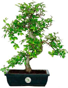 The Bonsai Plants Sageretia Plant Price In India Buy The Bonsai Plants Sageretia Plant Online At Flipkart Com