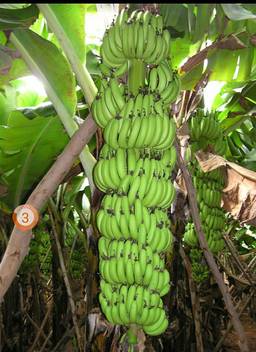 Trothic Gardens Rare Kerala Robusta Banana 1 Rhizome For Planting Exotic Tropical Banana Plant Seed Price In India Buy Trothic Gardens Rare Kerala Robusta Banana 1 Rhizome For Planting Exotic Tropical Basket of goods and services.