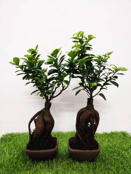 Garden House Ficus Plant Hybrid Pack Of 2