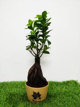 Garden House Ficus Plant Price In India Buy Garden House Ficus Plant Online At Flipkart Com