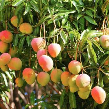 Nv Mango Plant Price In India Buy Nv Mango Plant Online At Flipkart Com