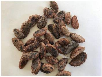 Wallpaper Abamec Malabar Tamarind Seed Price In India Buy Abamec Malabar Tamarind Seed Online At Flipkart Com For iPhone