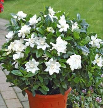 Pearl Jasmine Seed 20 Seeds Seed Price In India Buy Pearl Jasmine Seed 20 Seeds Seed Online At Flipkart Com
