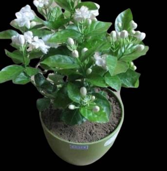 Puspita Jasmine Plant Hybrid Pack Of 1