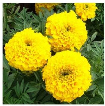Modern Plant Hazara Marigold Genda Flower 50 Best Quality Seeds Flower Seed Price In India Buy Modern Plant Hazara Marigold Genda Flower 50 Best Quality Seeds Flower Seed Online At Flipkart Com