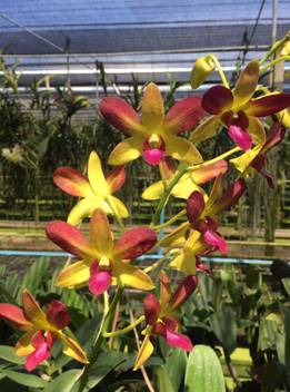 M Technologies Orchid Plant Price In India Buy M Technologies Orchid Plant Online At Flipkart Com