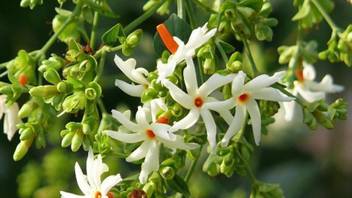 Trothic Gardens Live Coral Jasmine Night Flowering Parijaat Harsingar Live Plant 1 Healthy Flower Live Plant Seed Price In India Buy Trothic Gardens Live Coral Jasmine Night Flowering Parijaat
