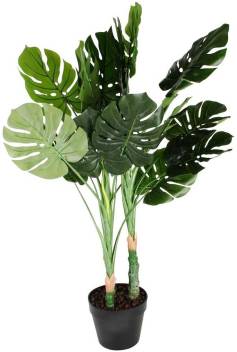 Modern Plant Live Monstera Hybrid Decorative Indoor Outdoor Plant With Pot Foliage Price In India Buy Modern Plant Live Monstera Hybrid Decorative Indoor Outdoor Plant With Pot Foliage Online