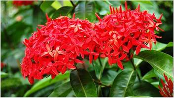 Modern Plant Jasmine Plant Price In India Buy Modern Plant Jasmine Plant Online At Flipkart Com