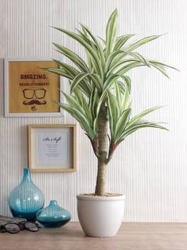 FOURWALLS Artificial Dracaena Bonsai Plant in a Ceramic Vase for Home Decor (71 cm Tall, Green) Bonsai Artificial Plant with Pot Price in India - Buy FOURWALLS Artificial Dracaena Bonsai Plant in FOURWALLS Artificial Dracaena Bonsai Plant in a Ceramic Vase for Home Decor (71 cm Tall, Green) Bonsai Artificial Plant with Pot Price in India - Buy FOURWALLS Artificial Dracaena Bonsai Plant in