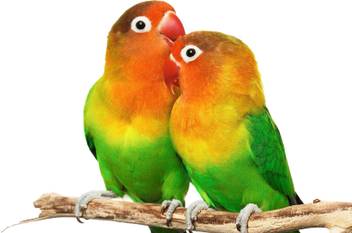 razwada large large parrot love bird pair loving beautiful hd large self adhesive super fine quality hd vinyl sticker
