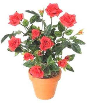Modern Plant Rose Plant Price In India Buy Modern Plant Rose Plant Online At Flipkart Com
