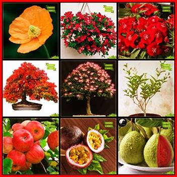 Ohhsome Varieties Of Seeds Combo Flower Seeds Fruit Apple Passion Fruit Violet Thailand Guava Gulmohar Monkey Pod Night Flowering Jasmine Iceland Poppy Sweet Pea Sweet Willium For Gardening Seed Price