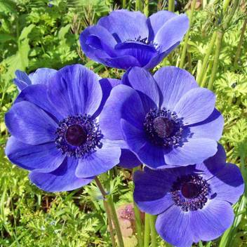 Live Green Anemone Blue Colour Flower Seed Price In India Buy Live Green Anemone Blue Colour Flower Seed Online At Flipkart Com