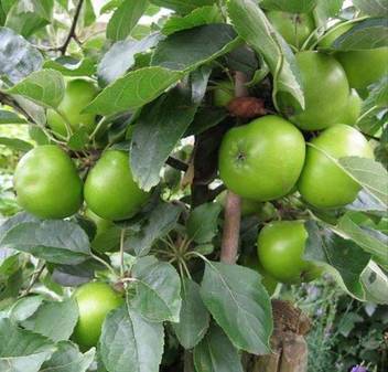 Trothic Gardens Ziziphus Mauritiana Indian Jujube Bare Apple Fruit Plant 1 Healthy Live Plant For All Season Seed Price In India Buy Trothic Gardens Ziziphus Mauritiana Indian Jujube Bare Apple Fruit By learning about the detailed seasonality, you can identify your top sourcing candidate countries and suppliers.