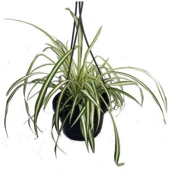 Modern Plant Live Spider Plant Hanging Basket Decorative Indoor