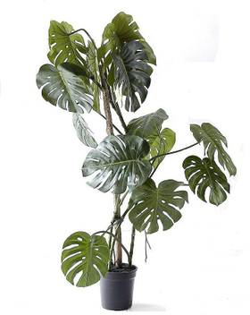 Timbactu Live Monstera Plant Indoor Outdoor Plant With Pot Foliage Price In India Buy Timbactu Live Monstera Plant Indoor Outdoor Plant With Pot Foliage Online At Flipkart Com