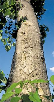 Shop 360 Garden Gmelina Arborea Gamhar Shivani Kumalaamaram Kumbil Timber Tree Seeds Pack Of 10 Seeds Seed Price In India Buy Shop 360 Garden Gmelina Arborea Gamhar Shivani Kumalaamaram Kumbil