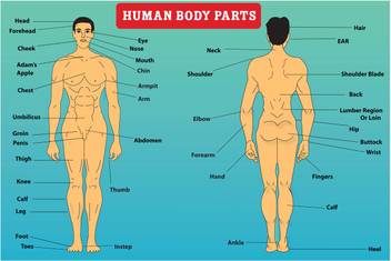 Human Body Parts Name With Image Poster Vector Image Color