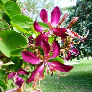 Shop 360 Garden Bauhinia Purpurea Purple Orchid Tree Butterfly Tree Pink Butterfly Tree Purple Bauhinia Purple Butterfly Kaniar Laal Kachnar Purple Orchid Tree Seeds Pack Of 20 Seeds Seed Price In