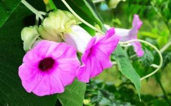 Shop 360 Garden Rare Argyreia Speciosa Vridhadaru Vidhara Vruddhadaru Woolly Morning Glory Elephant Creeper Ayurvedic Herbal Plant Seeds For Growing Pack Of 20 Seeds Seed Price In India Buy Shop You must be wearing the creeper mask to access this area. flipkart