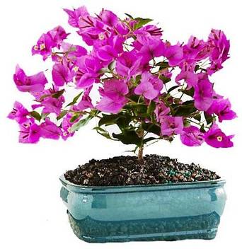 Timbactu Baugainvillea Plant Price In India Buy Timbactu Baugainvillea Plant Online At Flipkart Com
