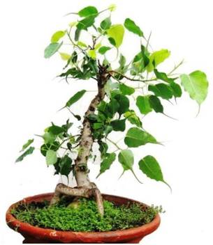 Timbactu Ficus Plant Price in India - Buy Timbactu Ficus Plant online at  Flipkart.com