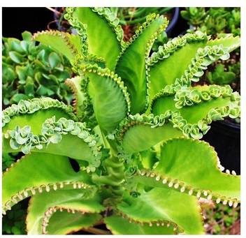 Modern Plant Kalanchoe Plant Price In India Buy Modern Plant Kalanchoe Plant Online At Flipkart Com