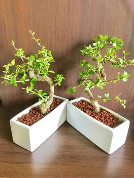 The Bonsai Plants Carmona Plant Price In India Buy The Bonsai Plants Carmona Plant Online At Flipkart Com
