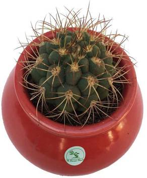The Bonsai Plants Moon Cactus Plant Price In India Buy The Bonsai Plants Moon Cactus Plant Online At Flipkart Com