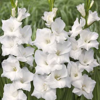 Live Green Gladiolus Sword Lily White Imported Flower Bulbs Pack Of 50 Bulbs Seed Price In India Buy Live Green Gladiolus Sword Lily White Imported Flower Bulbs Pack Of 50 Bulbs