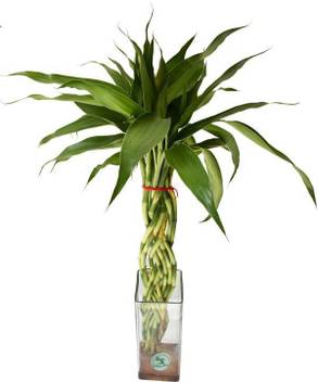 The Bonsai Plants Lucky Bamboo Plant Price In India Buy The Bonsai Plants Lucky Bamboo Plant Online At Flipkart Com
