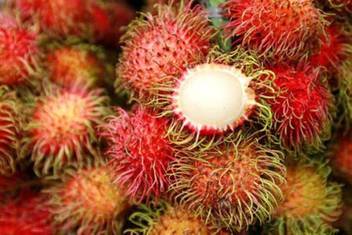 trothic gardens live fruit plant