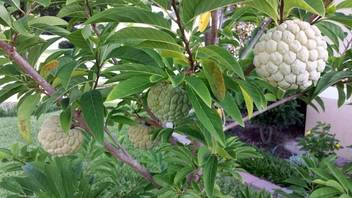 Green World Custard Apple Sitaphal Annona Squamosa Sugar Apple Sweetsop Sarifa Fruit Seeds 5 Gms Seeds Seed Price In India Buy Green World Custard Sitaphal or sugar apple is also known as custard apple in india, most widely grown in maharashtra. green world custard apple sitaphal annona squamosa sugar apple sweetsop sarifa fruit seeds 5 gms seeds seed