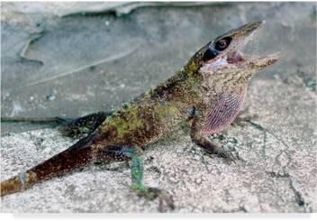 Trademark Fine Art Lizard Price In India Buy Trademark Fine Art